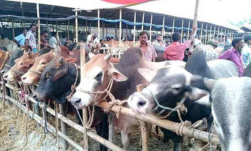 নিরাপত্তার কারণে’ ৪০০ গরু কোরবানির কর্মসূচি স্থগিত