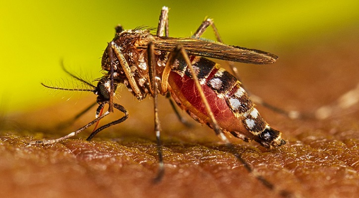 ডেঙ্গু আক্রান্ত হয়ে হাসপাতালে ভর্তি ১৪৫ জন