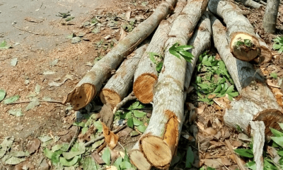 নড়াইলে সরকারি গাছ বিক্রির অভিযোগে চেয়ারম্যানসহ ১৩ জনের নামে মামলা