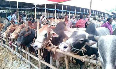 নিরাপত্তার কারণে’ ৪০০ গরু কোরবানির কর্মসূচি স্থগিত