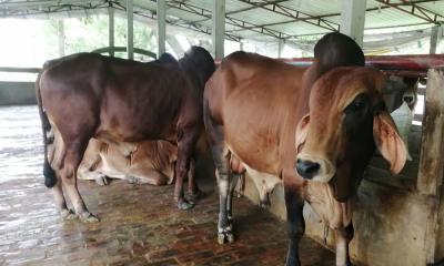 এবার কোরবানিতে উদ্বৃত্ত থাকবে ২০ লাখ পশু