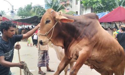 পশুর হাটে বিশৃঙ্খলা সৃষ্টির অভিযোগে বিএনপির ৩ নেতাকর্মী আটক