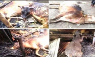 সিরাজগঞ্জে বজ্রপাতে কৃষকের ৫ টি গরুর মৃত্যু নিঃস্ব ক্ষতিগ্রস্ত কৃষক