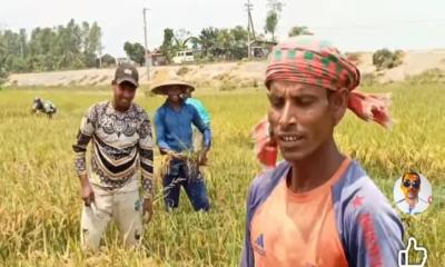 হবিগঞ্জে বোরোতে চিটা ধানে কৃষকের মূখের হাসি কেঁড়ে নিলো