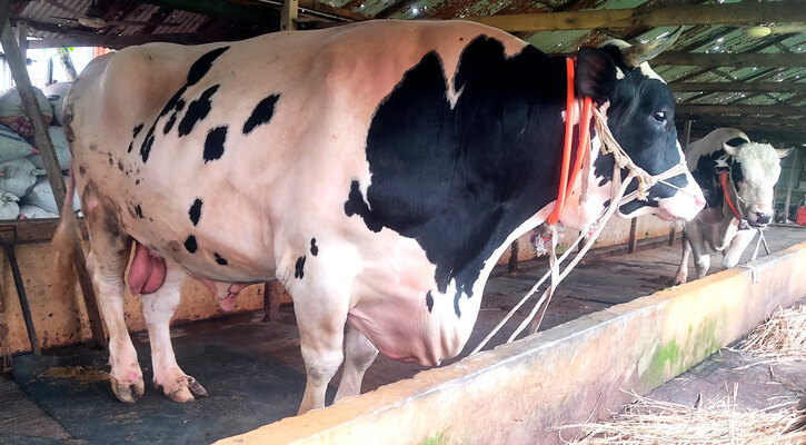 শাহজাদপুরের নাতিবাবুর দাপটে কাঁপবে বাংলাদেশ