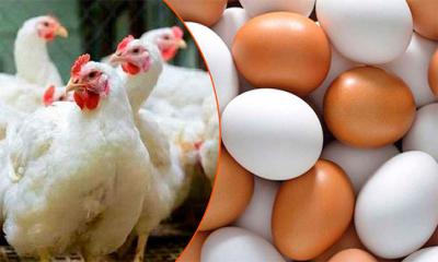 সৌদির কড়াকড়ি: ৪০ দেশ থেকে ডিম-মুরগি আমদানি বন্ধ