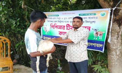 শায়েস্তাগঞ্জে বিনামূল্যে ছাগল - ভেড়া পিপিআর ও ক্ষুরা রোগের প্রতিষেধক টিকা প্রদান