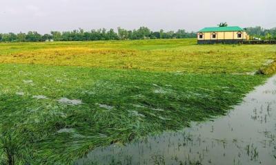 রায়গঞ্জে ঝড়ো বাতাসে ১২০ হেক্টর আমন ধানের ক্ষতি