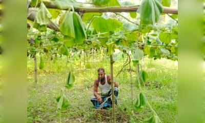 সিরাজগঞ্জে নওদা ফুলকোচা গ্রামে লাউ গাছের সাথে শত্রুতা