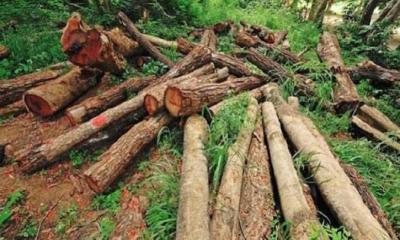 শালটিলা বন বিট ও দেউন্দি চা বাগানের রাতের আধারে উজাড় হচ্ছে মূল্যবান গাছ