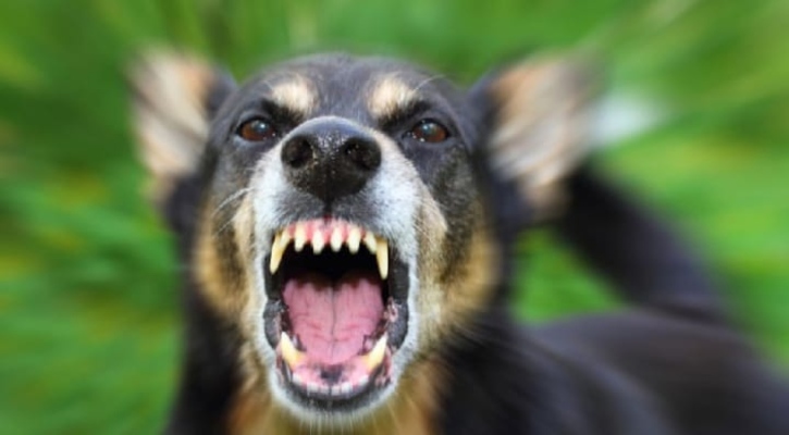 মতলবে পাগলা কুকুরের কামড়ে শিশু কিশোরসহ আহত -১৮